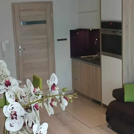 Zielona Wydma וובה